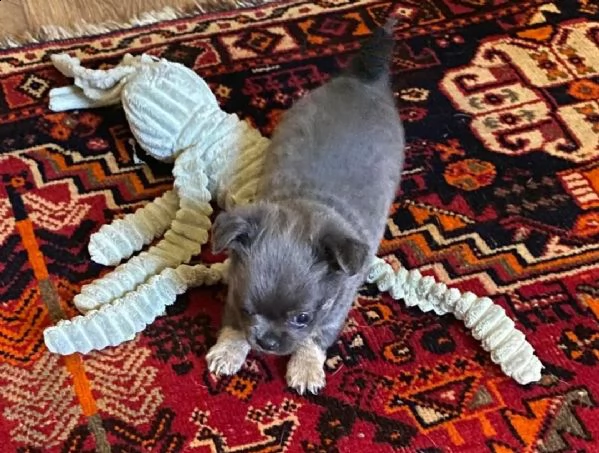 regalo cuccioli dolce e bella chihuahua toy