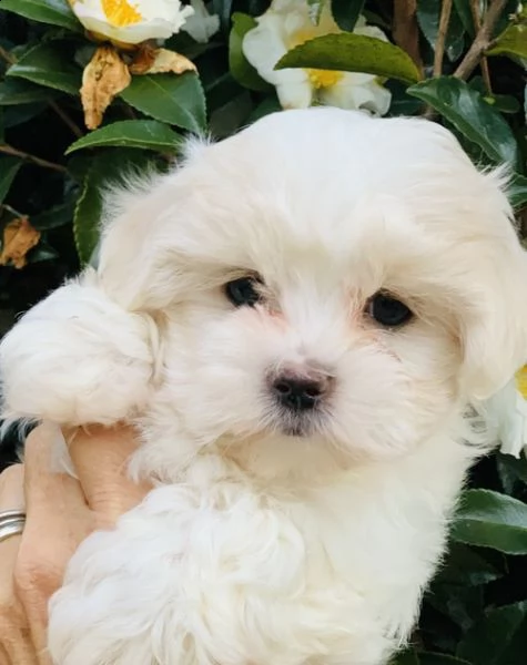 regalo adorabili cuccioli mini maltese  femminucce e maschietti  gratuita