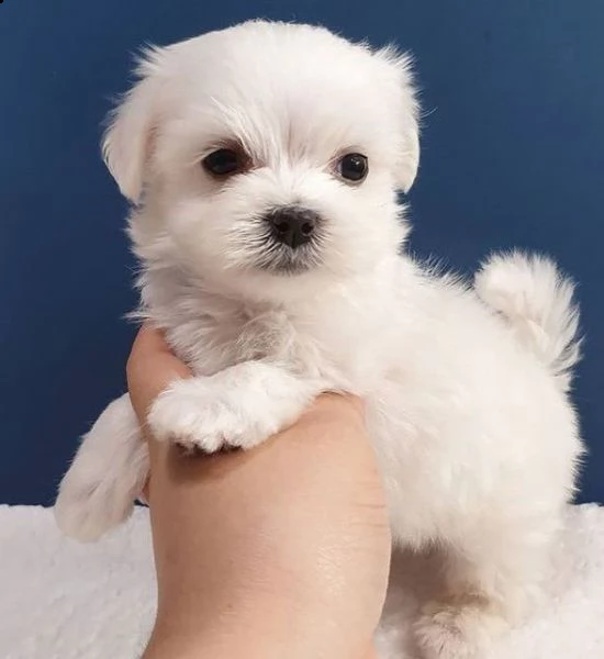 regalo  maltese mini toy