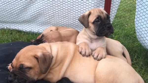 regalo cuccioli di dogue de bordeaux 