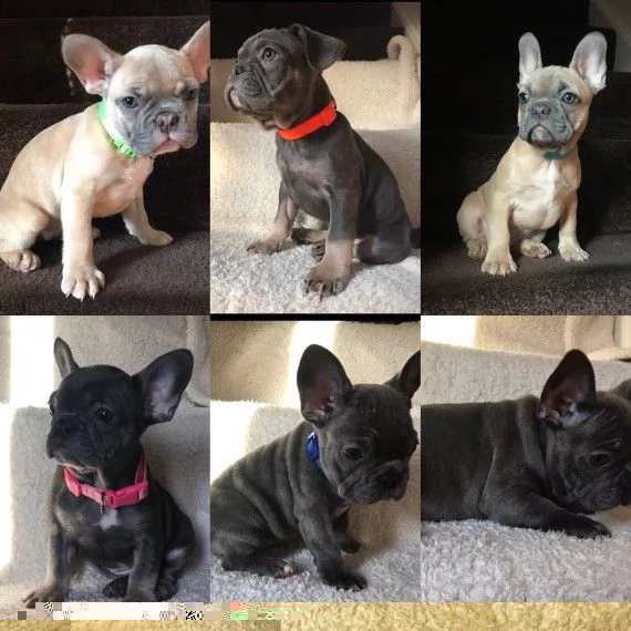 regalo cuccioli di bulldog francese 