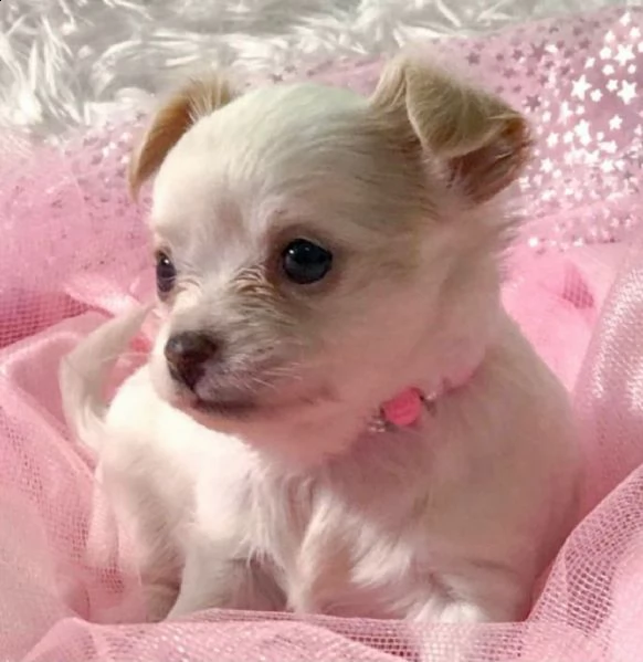 regalo chihuahua meravigliosi