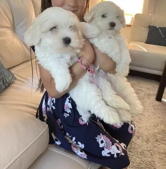  regalo adorabili cuccioli  maltese 