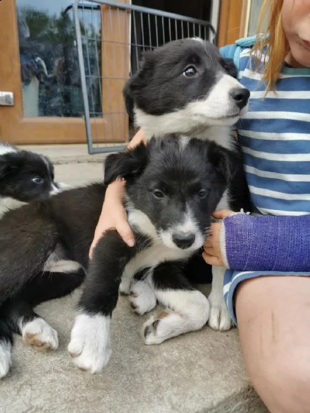 disponibili cuccioli di pastore australiano per adozione 