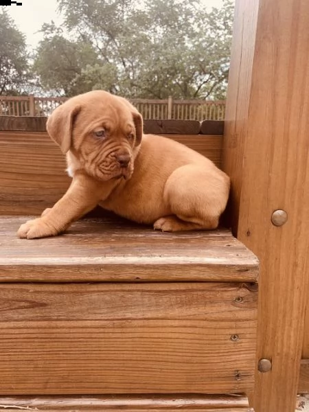 regalo bellissimi maschi e femmine dogue de bordeaux cuccioli 