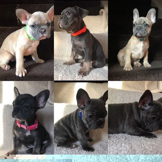 regalo cuccioli di bulldog francese 