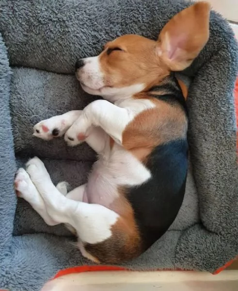 beagle  | Foto 0