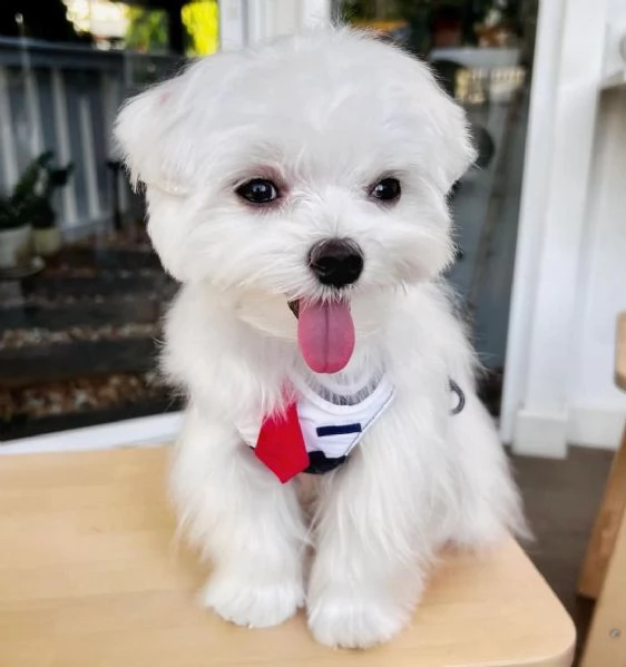 cuccioli maltesi registrati(+393509706299)