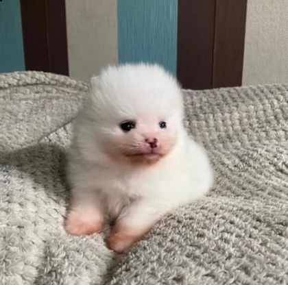 cucciolo di volpino pomerania