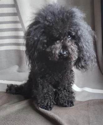 barboncino maschio minitoy