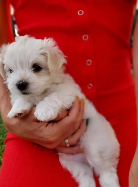 regalo adorabili cuccioli mini maltese  femminucce e maschietti  gratuita 