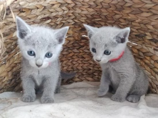 gattini blu di russia