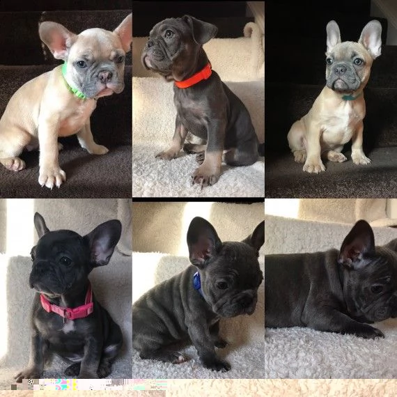 regalo cuccioli di bulldog francese 