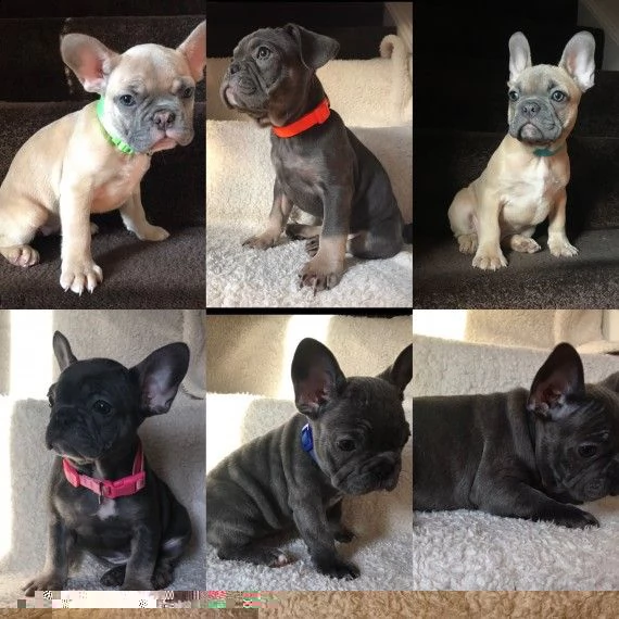 regalo cuccioli di bulldog francese 