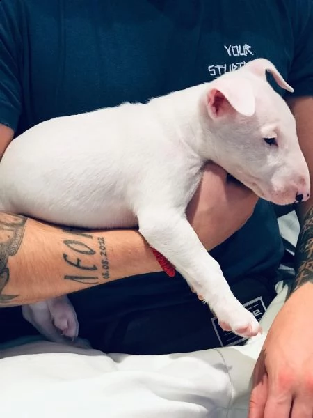 cuccioli bull terrier maschi femmine
