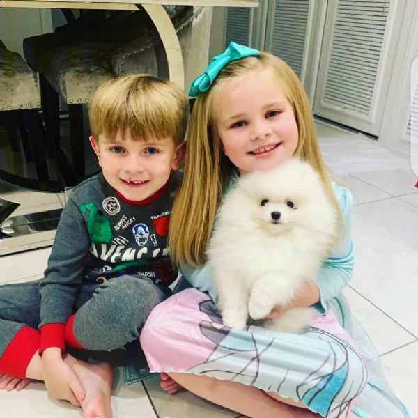 dolci cuccioli di pomerania (+393509706299)