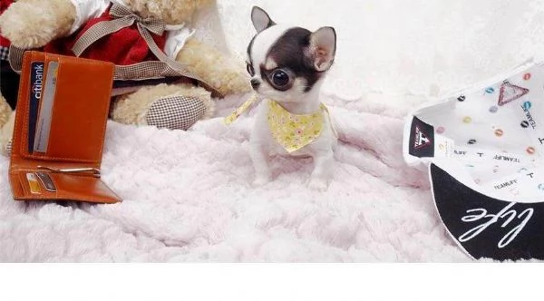 chihuahua maschio per monta | Foto 0