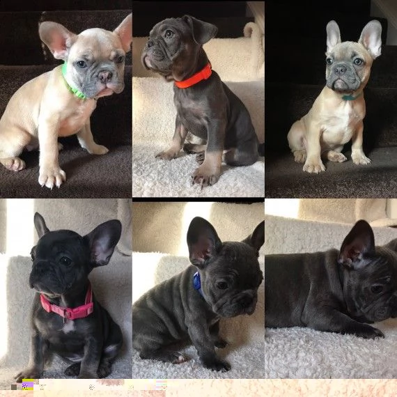 regalo cuccioli di bulldog francese 