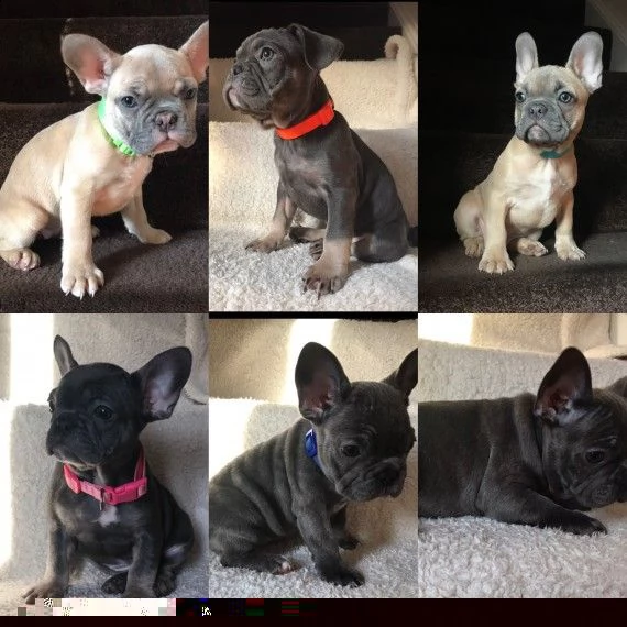 regalo cuccioli di bulldog francese 