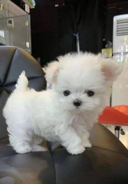 regalo  maltese mini toy