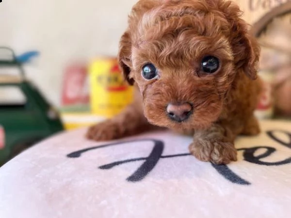 regalo  maltese mini toy]]