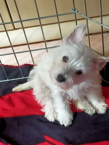 Cuccioli di west highland White terrier  | Foto 3