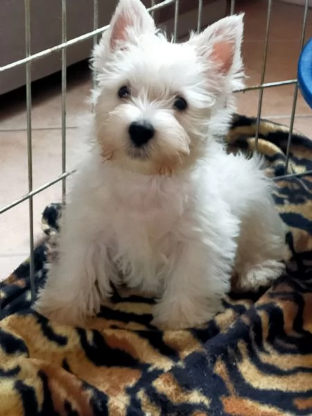 Cuccioli di west highland White terrier  | Foto 1