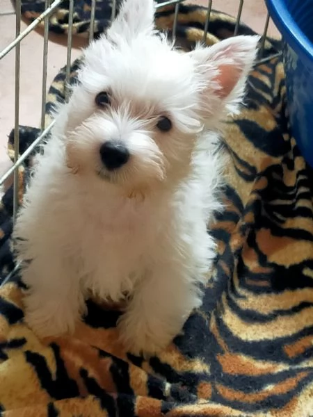 Cuccioli di west highland White terrier  | Foto 0