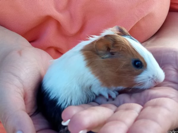 porcellini d'india  | Foto 0