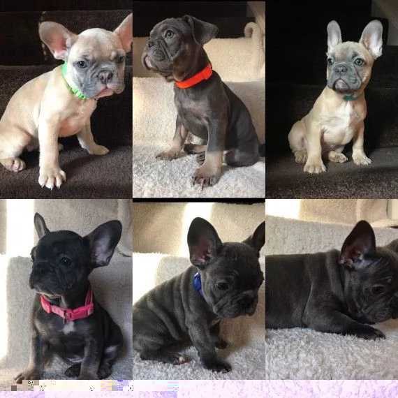 regalo cuccioli di bulldog francese 