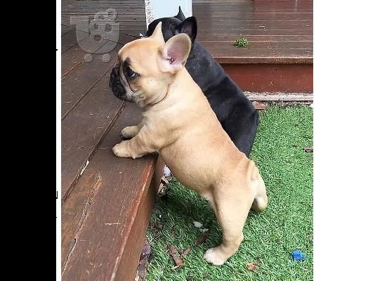 regalo maschio e femmina bouledogue francese con pedigree
