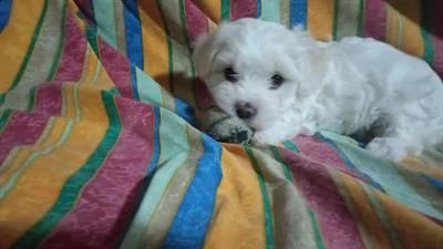 vendo cucciolo maltese toy,