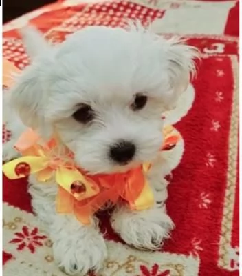 affascinanti cuccioli di teacup maltese maschio e femmina