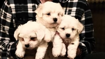 cuccioli di maltese - 2 maschi e 1 femmina,