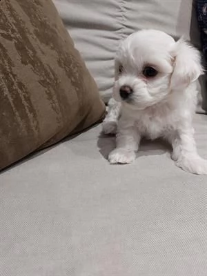 disponibile cuccioli di maltese. 1 maschio e 1 femmina gia svezzati 100% originali