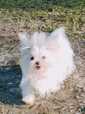 disponibili cuccioli razza maltese con pedigree enci.