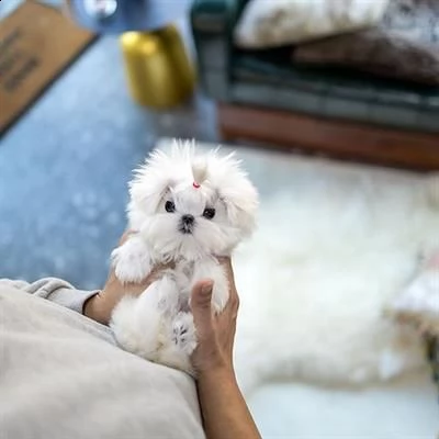 in cerca di famiglia cucciola maltese, di 3mesi.