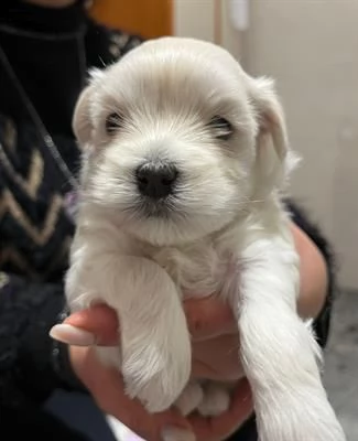 vendesi ultima cucciola femmina di maltese 