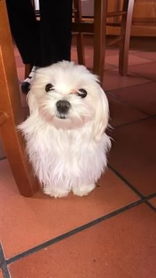 cane maltese 3 mesi, pedigree enci
