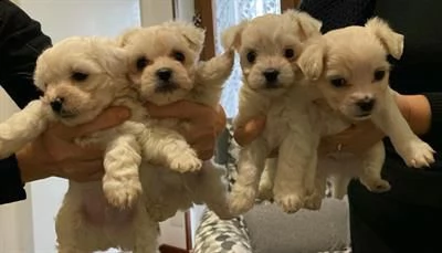 disponibili cuccioli di maltese maschi .