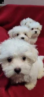 offriamo cuccioli maltesi di razza pura.