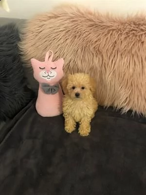 adorabili cuccioli di maltipoo nati da genitori toy