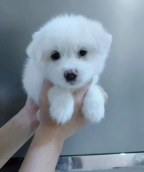 regalo  maltese mini toy | Foto 0