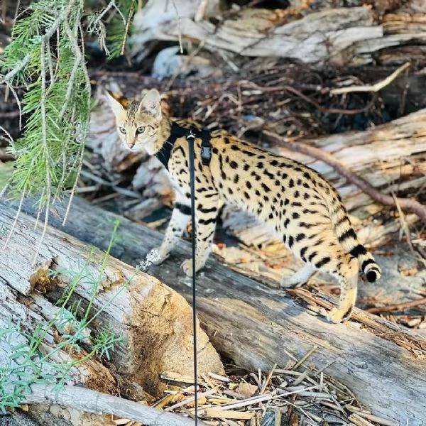 disponibile gattino della savana, caracal, serval | Foto 0