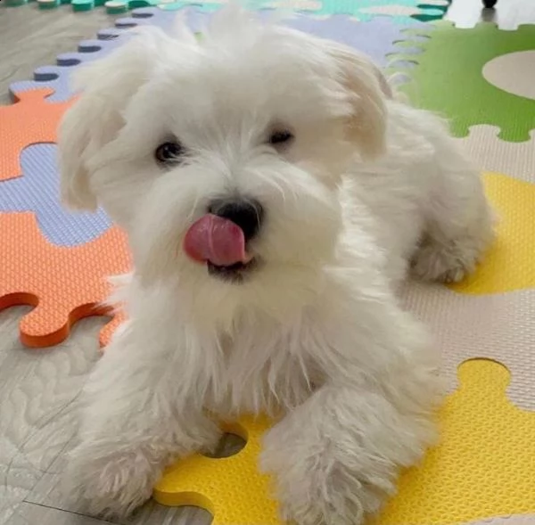 cuccioli estivi pronti per una nuova famiglia