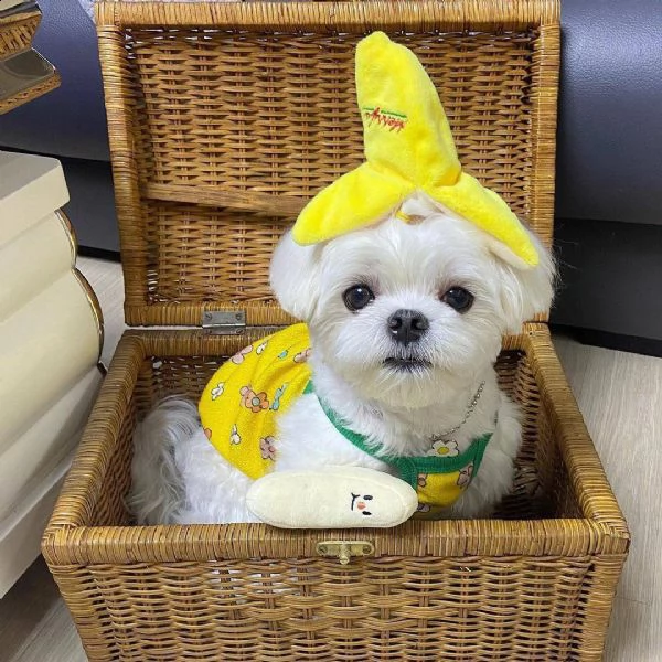 cuccioli di maltese dall'aspetto meraviglioso cercano urgentemente una nuova famiglia