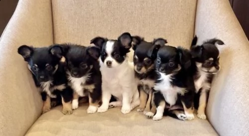  regalo cuccioli dolce e bella chihuahua toy