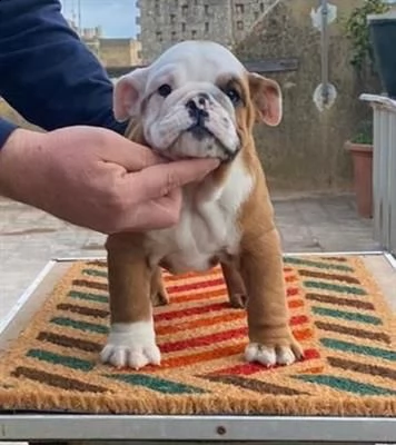 cucciolo bulldog inglese | Foto 1