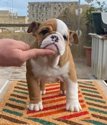 cucciolo bulldog inglese | Foto 0