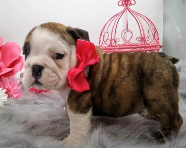 cucciolo bulldog inglese